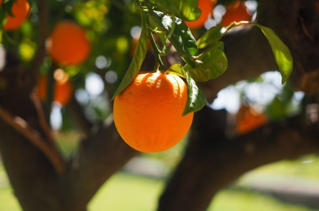 Orange tree